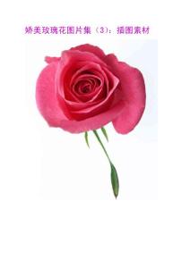 娇美玫瑰花图片集（3）：插图素材