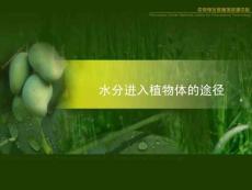 水分進入植物體的途徑