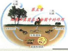 八年级生物人类对细菌和真菌的利用3