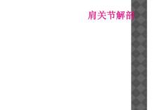 肩关节解剖