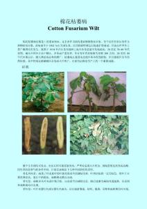 棉花枯萎病