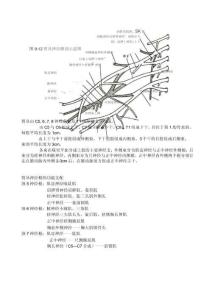 臂丛神经损伤剖析