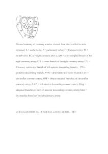 冠状动脉解剖