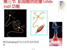 肌肉的收缩