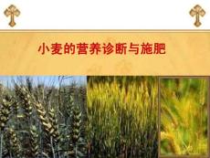 小麦营养诊断与施肥