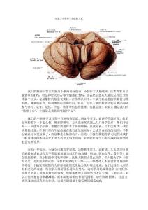 注意力不集中与小脑的关系