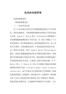 肌肉的收缩原理
