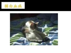 猫 白血病