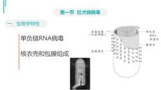 狂犬病病毒