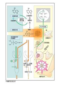 痛風(fēng)及其治療