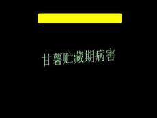 在病薯破裂处常产生白色或粉红色霉层