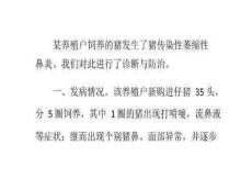 猪传染性萎缩性鼻炎的诊治方法
