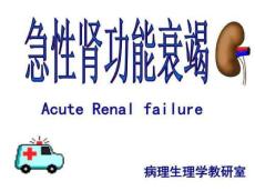 急性肾功能衰竭课件