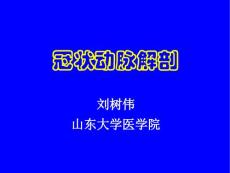 冠状动脉解剖