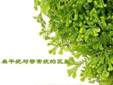 扁平疣与寻常疣的区别