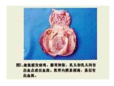 禽流感症状照片
