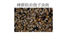 蜂群防治孢子虫病