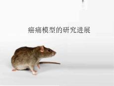 《癌痛模型》