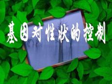 生物課件基因?qū)π誀畹目刂?
