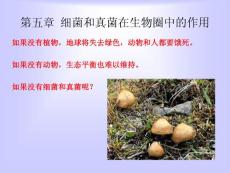 生物课件八年级生物细菌和真菌在生物圈中的作用