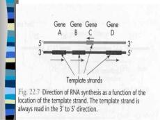 RNA的生物合成