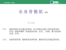 解剖学基础（第4版）PPT课件   第4章第2节  全身骨骼肌