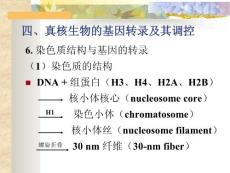分子生物学2005-12