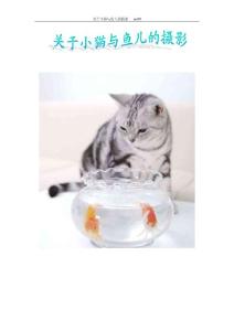 关于小猫和鱼儿的摄影【免费】