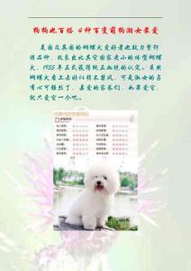 狗狗也百搭 4种百变萌狗潮女最爱