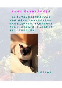 居家猫咪 训练猫猫上厕所有方法
