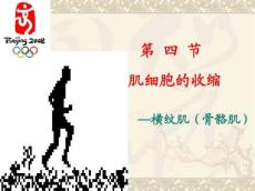 肌肉收缩生理学课件