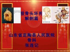 股骨头坏死解剖