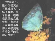 語文課件高三語文鳳蝶外傳2