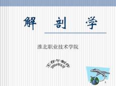 肘关节解剖结构