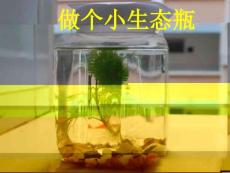 做個小生態瓶