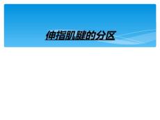 伸指肌腱的分区
