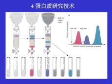 4蛋白质研究技术