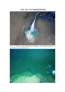 “蛟龙”号在7062米海底发现多种生物（组图）