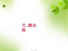 犬蛔虫病PPT课件