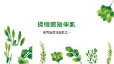 桡侧腕短伸肌