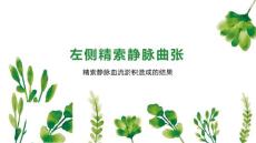 左侧精索静脉曲张