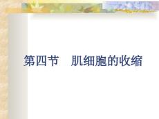 肌肉收缩机理.ppt