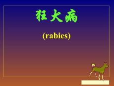 狂犬病课件