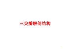 三尖瓣解剖结构课件