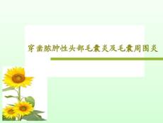穿凿脓肿性头部毛囊炎及毛囊周围炎课件