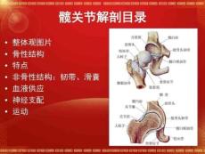 股骨头坏死解剖课件