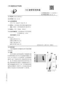 人源T细胞淋巴母细胞淋巴瘤PDX模型细胞及其应用