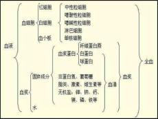 白细胞减少症课件