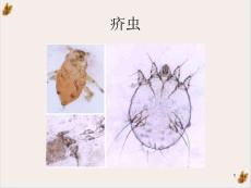 皮肤性病学动物性皮肤病课件
