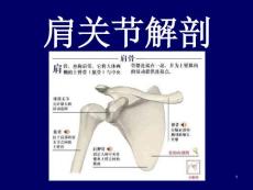 肩关节课件